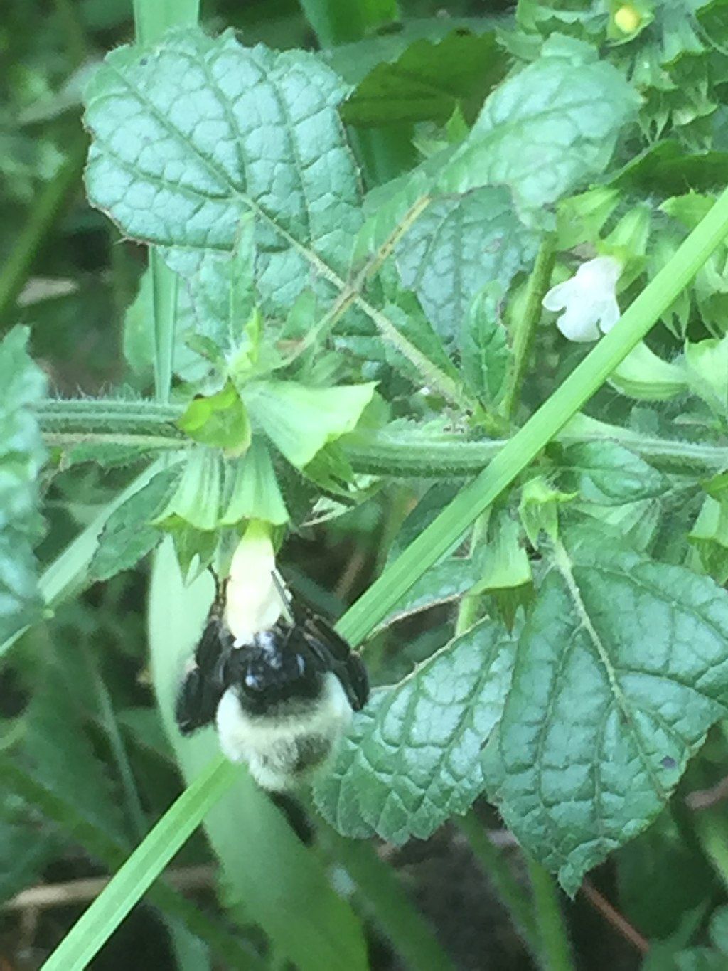 A plant with nibbled leaves that still resembles mint or catnip. Another bee is feeding from a pale flower.