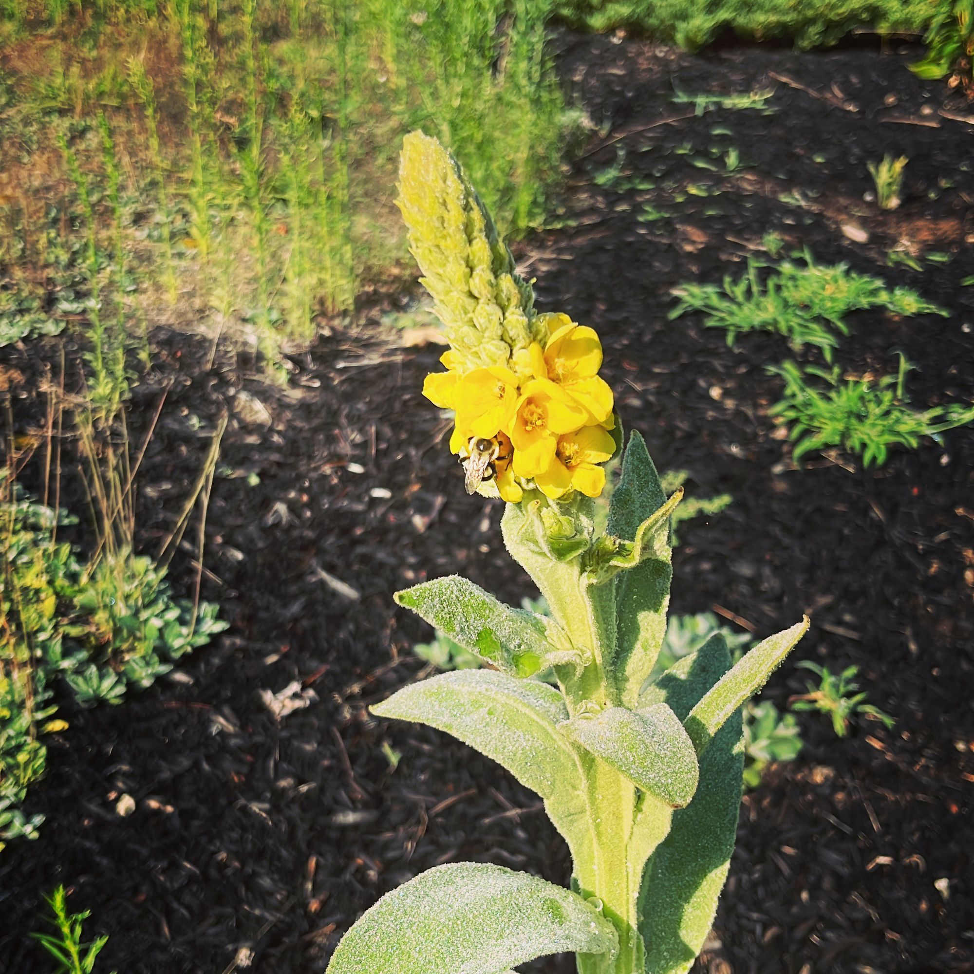 A tall, fuzzy green plant stalk with small yellow flowers at the top. A bee feeds within.