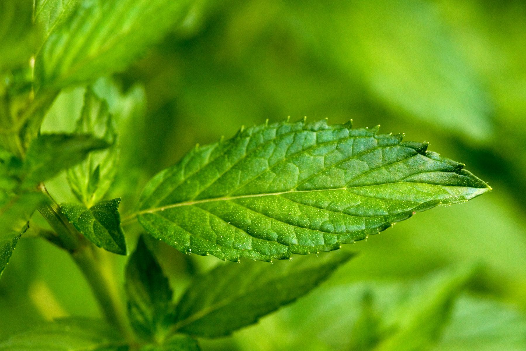 A bright green leaf with serrated edges.