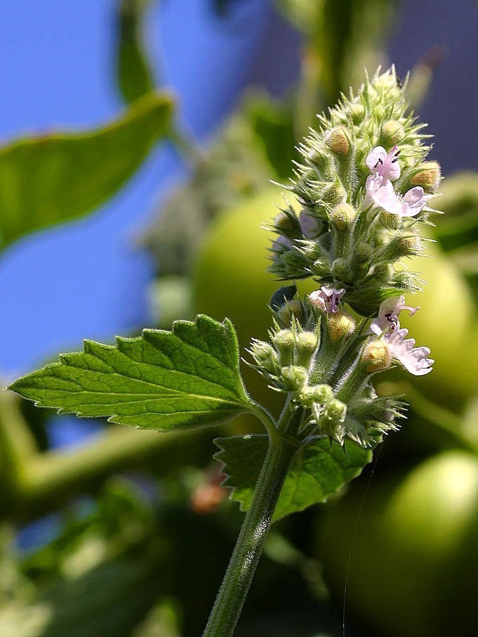 A plant with spade-shaped leaves that have serrated edges, and a collection of tiny purple blossoms.