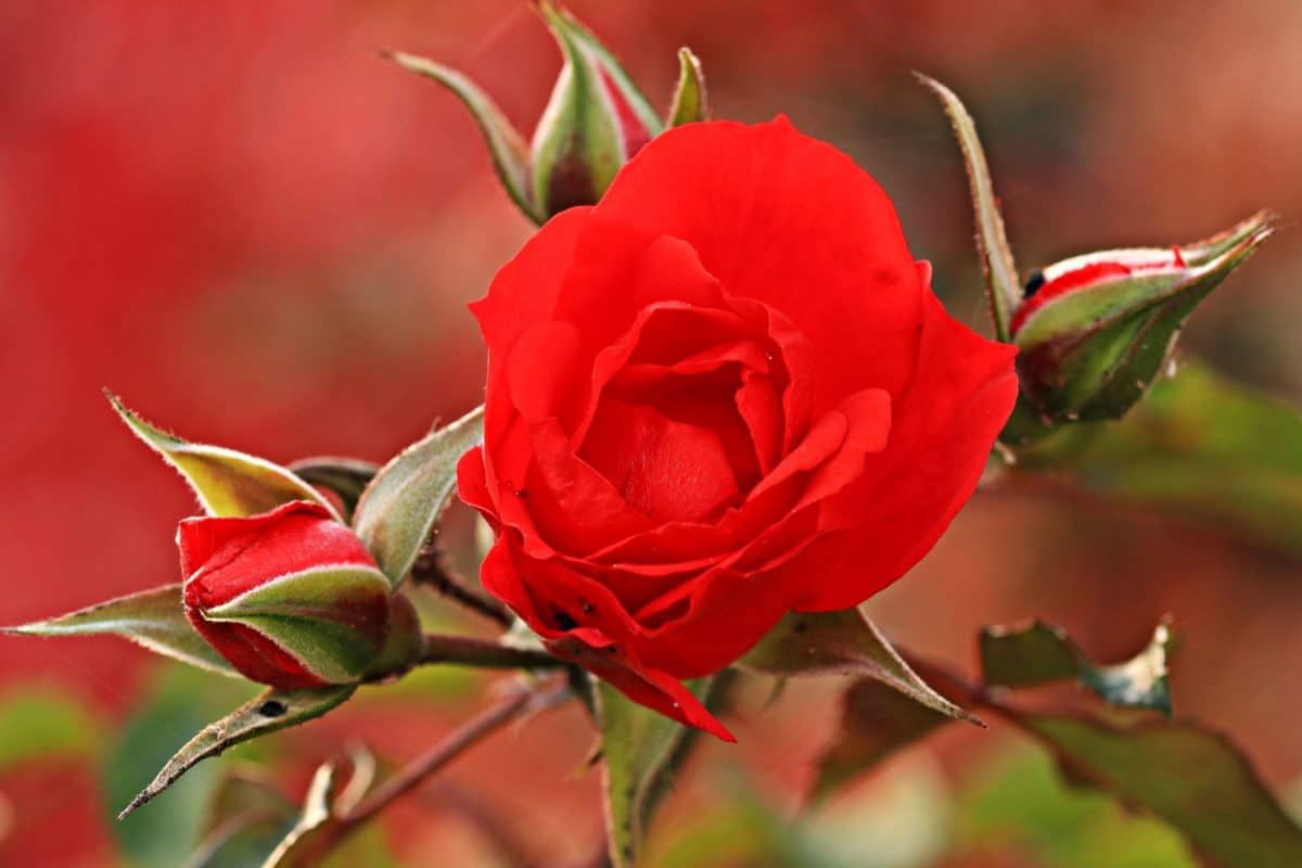 A red rose with several buds preparing to unfold around it.