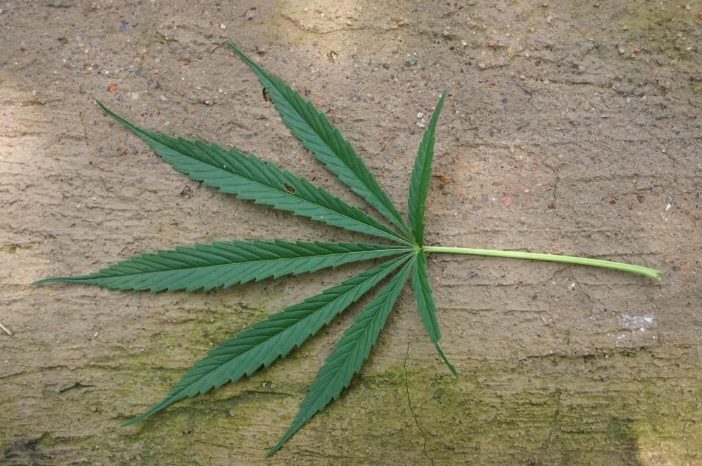 A spindly leaf of Cannabis sativa.