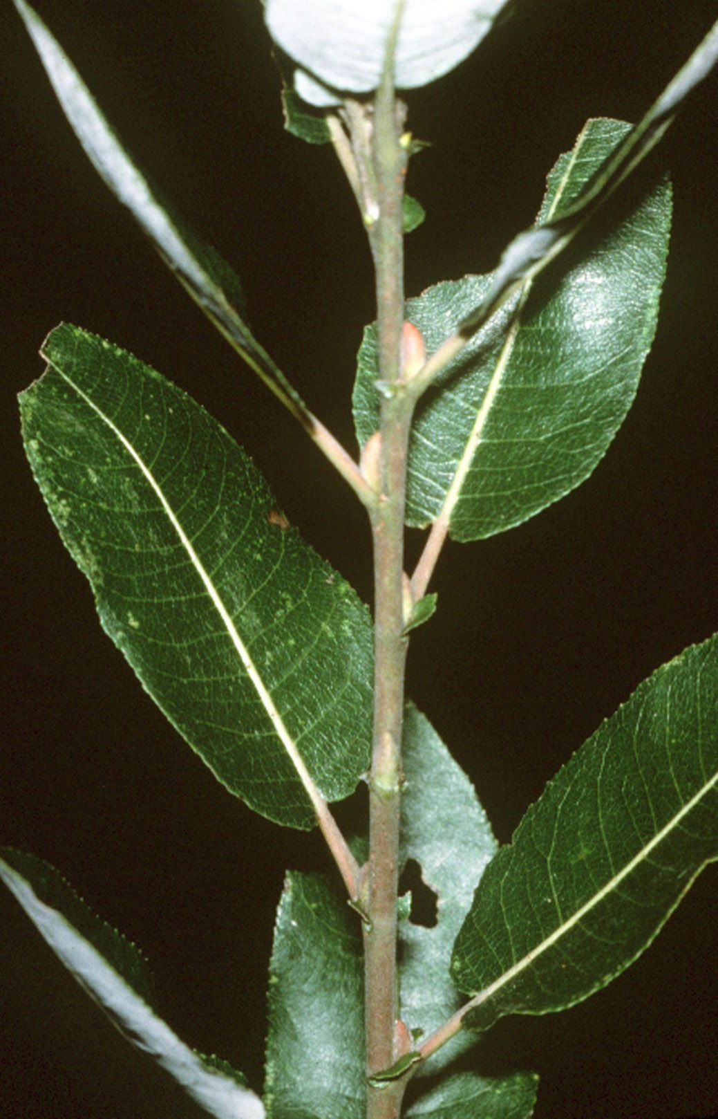 A thin woody stalk with narrow, dark green leaves.