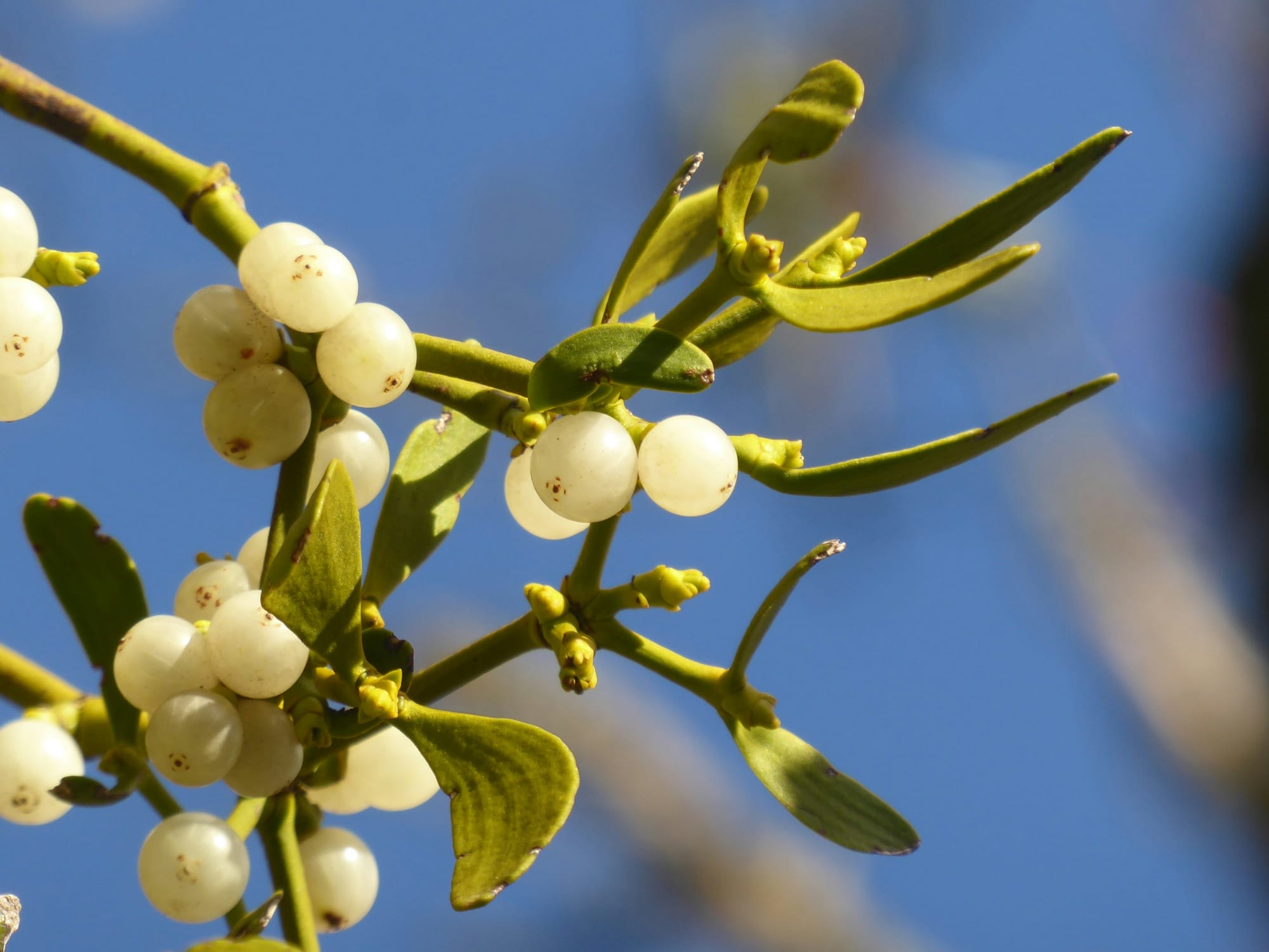 A yellowish-green sprig of mistletoe with cloudy white berries.