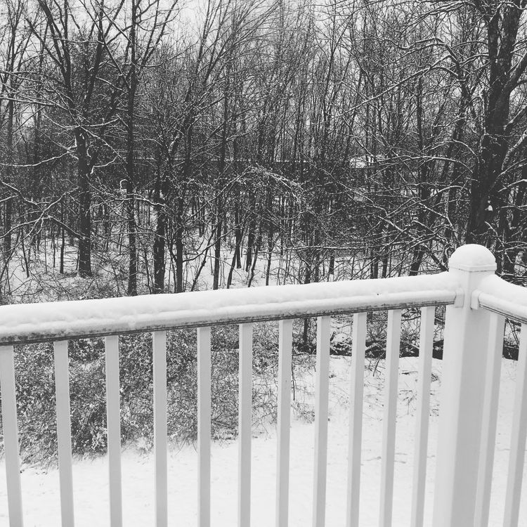 A black and white photo of a snow-covered grove of trees and bushes near a brook, viewed from a balcony.