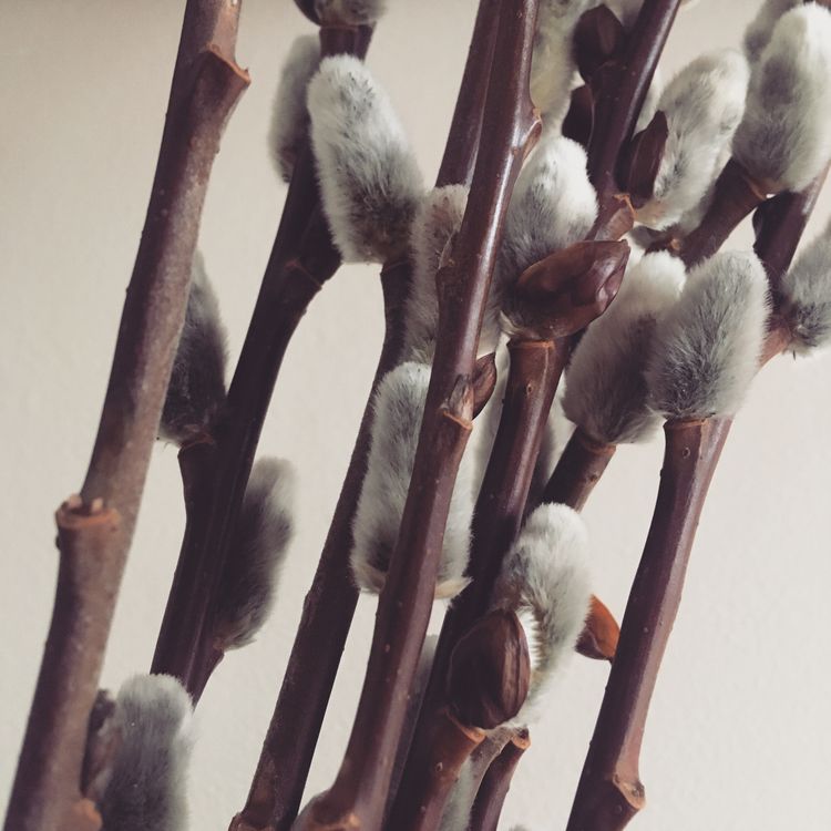 A close-up view of some pussy willows with grey catkins.