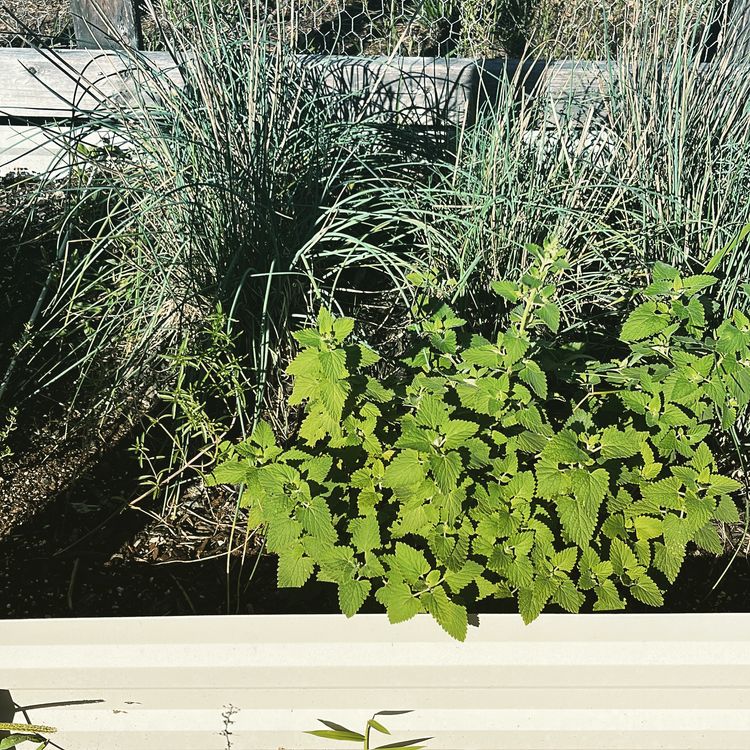 A section of a raised garden bed with a metal frame. The plants are mostly very lush and somewhat overgrown.