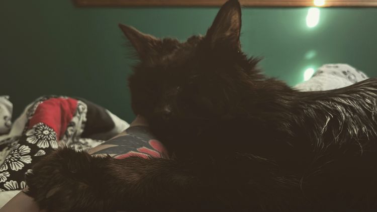 A black, long-haired, somewhat greasy, elderly cat lies on a bed with a soft quilt and a green wall in soft morning light.