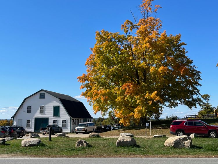 At a farm under blue sky: a white barn with many windows, near a large maple tree that's starting to turn gold and orange.