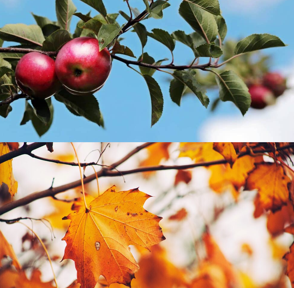 An image split in two. One is red apples on a branch before a green sky. The other is orange maple leaves against a grey sky.