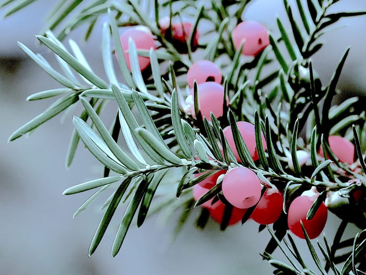 Green conifer needles broken up by red, poisonous arils. The image's colors are desaturated, as if in pale winter light.