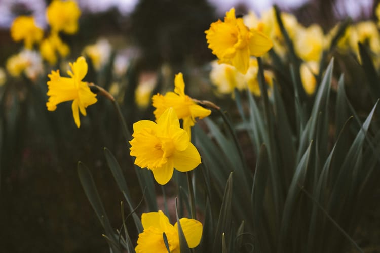 Bright yellow daffodil heads with dark green leaves, in a field.