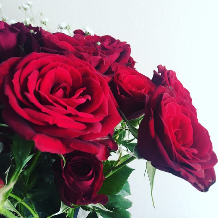 Close view of some large, very red roses.