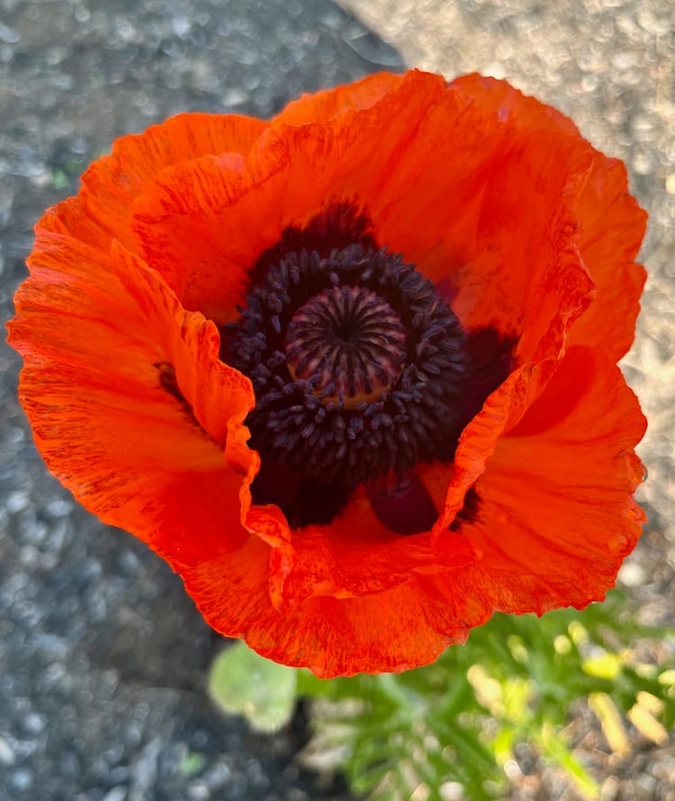 A poppy with brilliant scarlet, papery petals. Its center is inky black.
