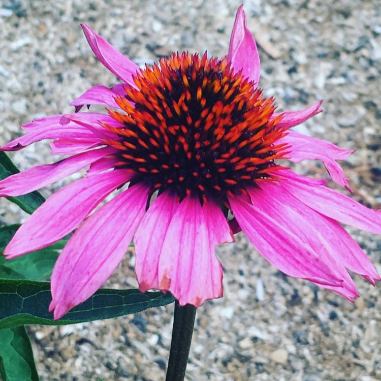 Pink echinacea (coneflower), with daisylike petals and a spiky interior. Green leaves in the background.