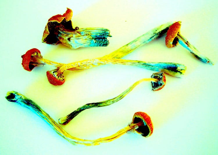 A digitally altered photograph of dried mushrooms with long stems and small caps. The colors are overly bright red to blue.