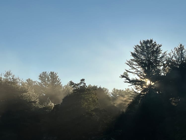 Golden morning sunlight filtering through a mixed conifer and deciduous treeline. Pale blue sky above.