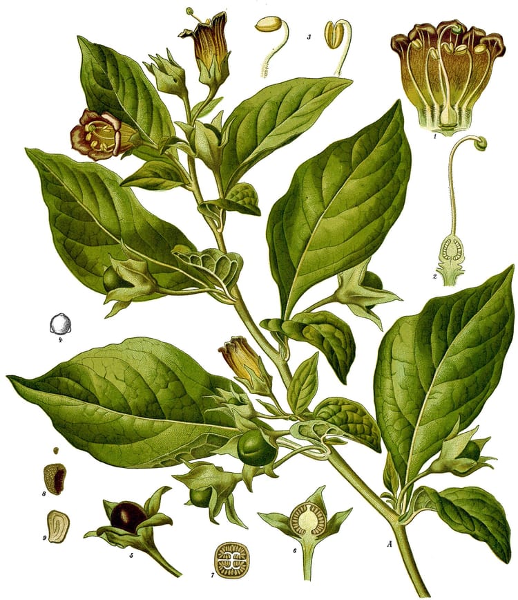 A scientific illustration of a green plant with ovate blade-shaped leaves and round black berries.