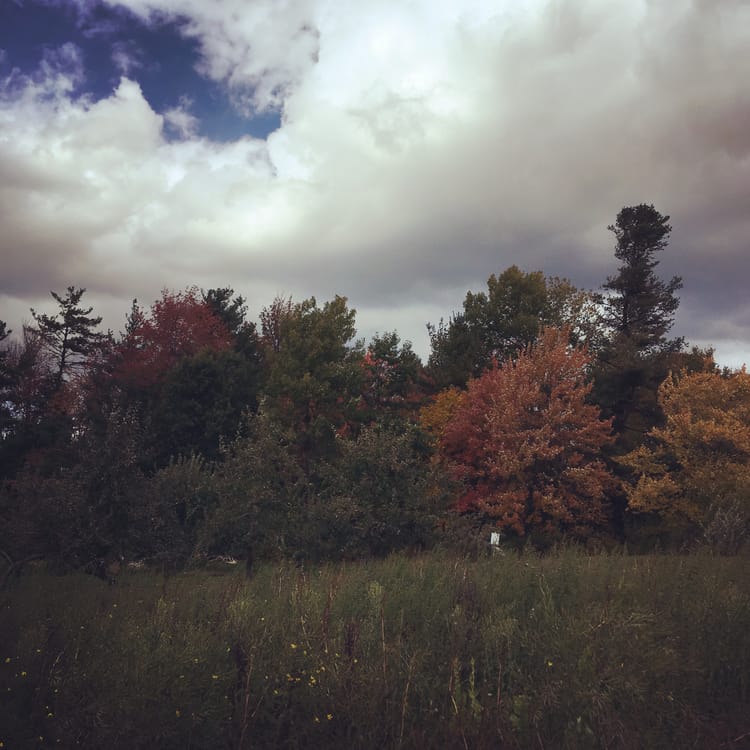 A row of trees in various colorful stages of foliage transformation, behind a grassy meadow.