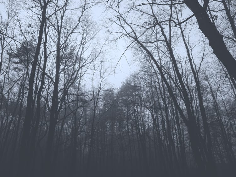 A forest canopy, mostly deciduous trees now devoid of leaves. A few pine tops stand among them. Black and white.