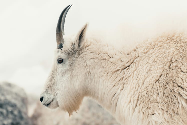 A white mountain goat with very fluffy fleece against a blurry, wintry background.