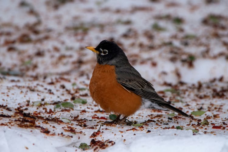 A songbird with dark wings and head, an orange breast and belly, and a yellow beak. It sits on snow and some debris.