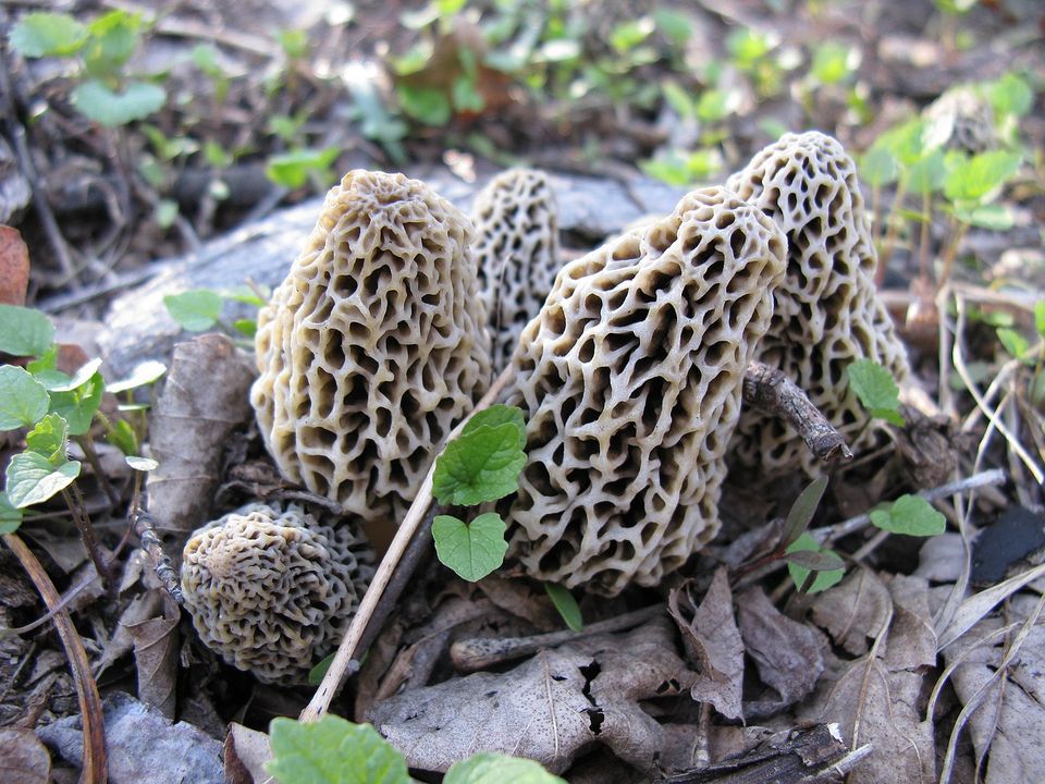 Ridged, lacy morel mushrooms rise from a pile of dead leaves in a sunny patch of spring woodland.