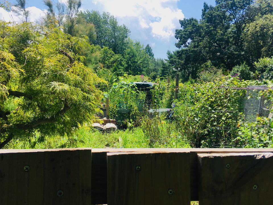 A view over a wooden fence. Beyond is a lush, verdant garden of innumerable plants and trees.