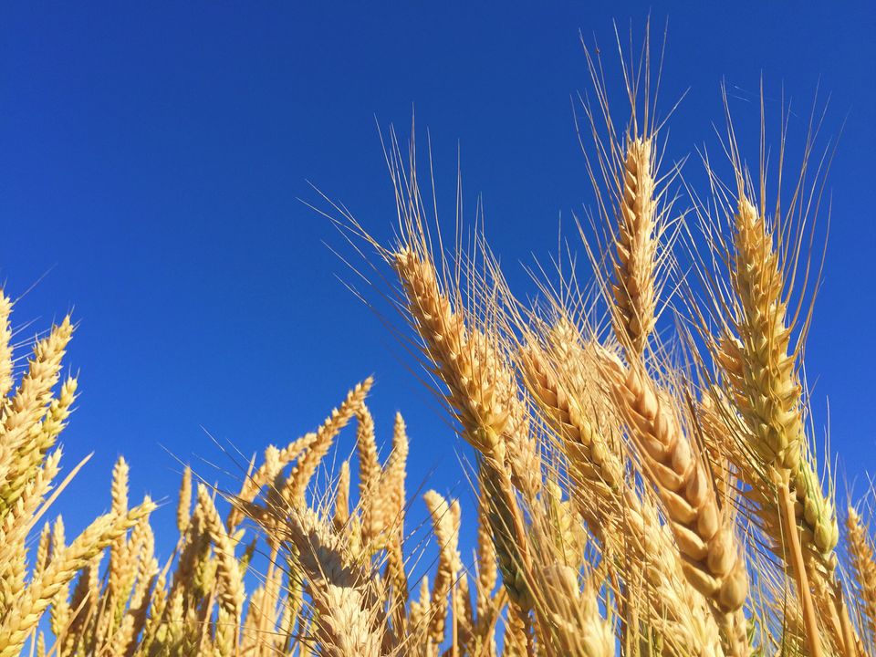 A close view of golden wheat against a bright blue sky.