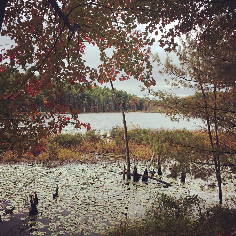 A bankside view of a small marsh covered in lilypads, with a bit of land beyond and then a big pond. Some leaves are fading.