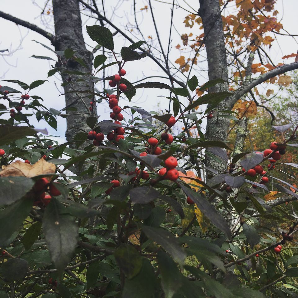Dark green leaves with clusters of red berries. The bush grows in front of two larger trees. Yellowed maple in background.