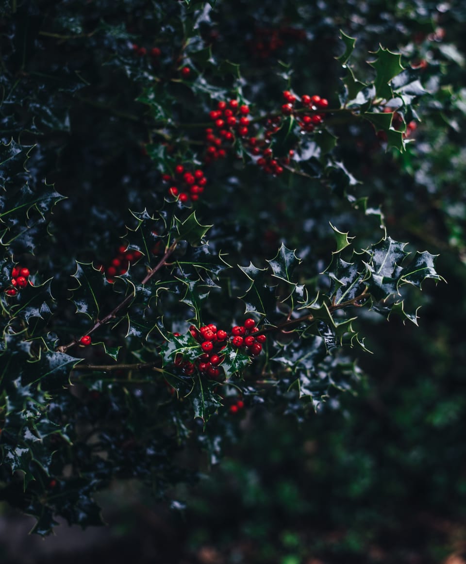 Dark green, spiky European holly leaves, with their red berry clusters.