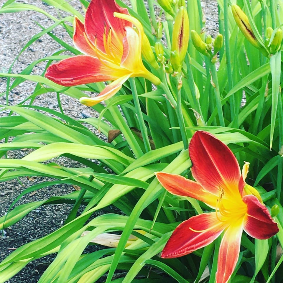 Red day lily flowers with yellow centers and stamens. They are surrounded by green grass-like leaves.