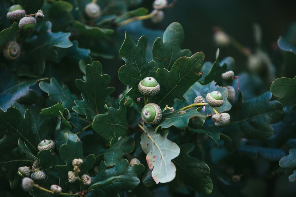 Dark green round-lobed oak leaves, with young green acorns growing in their midst.