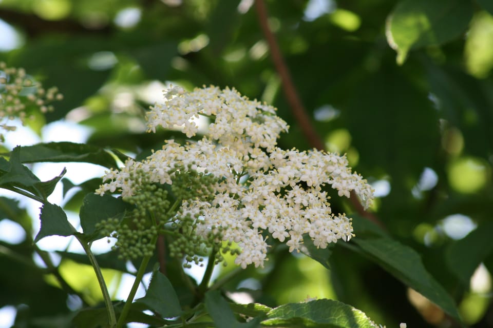 White, delicate elderflowers with some green fertilized berries. There are dark green leaves all around.