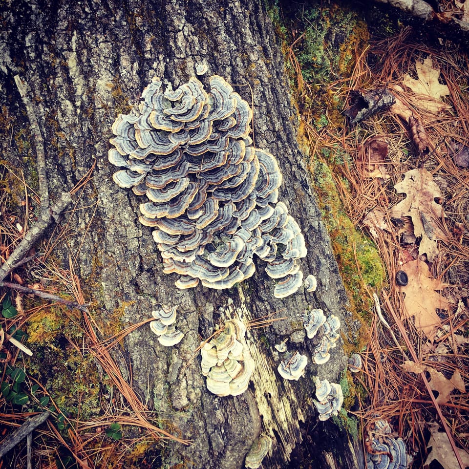 Colorfully striped, frilly fungi on a decaying, mossy log. Oak leaves and acorns surrounding.