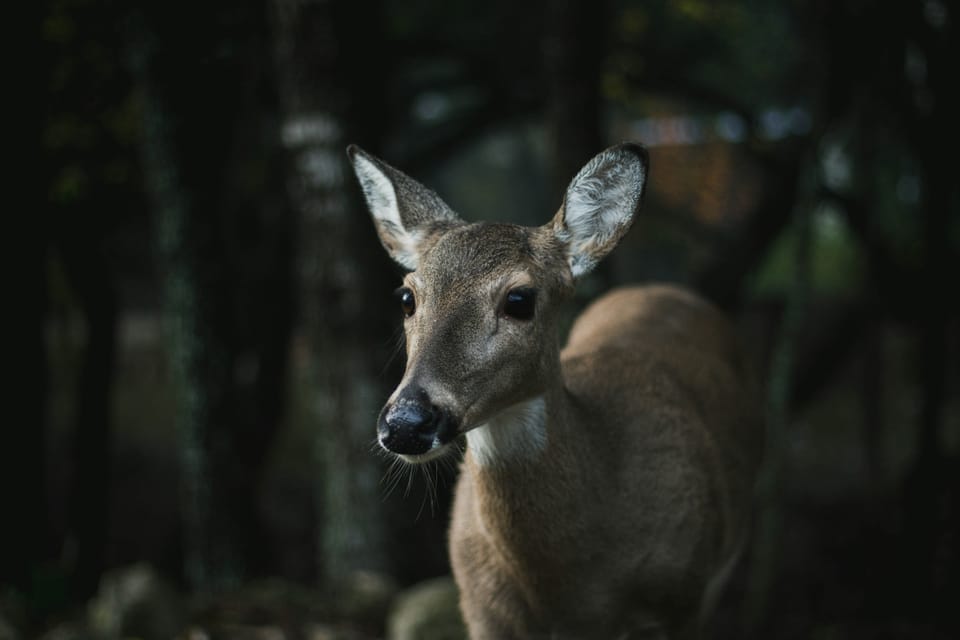 A brown-grey female deer with large, dark eyes and pricked up ears. The background is blurry.