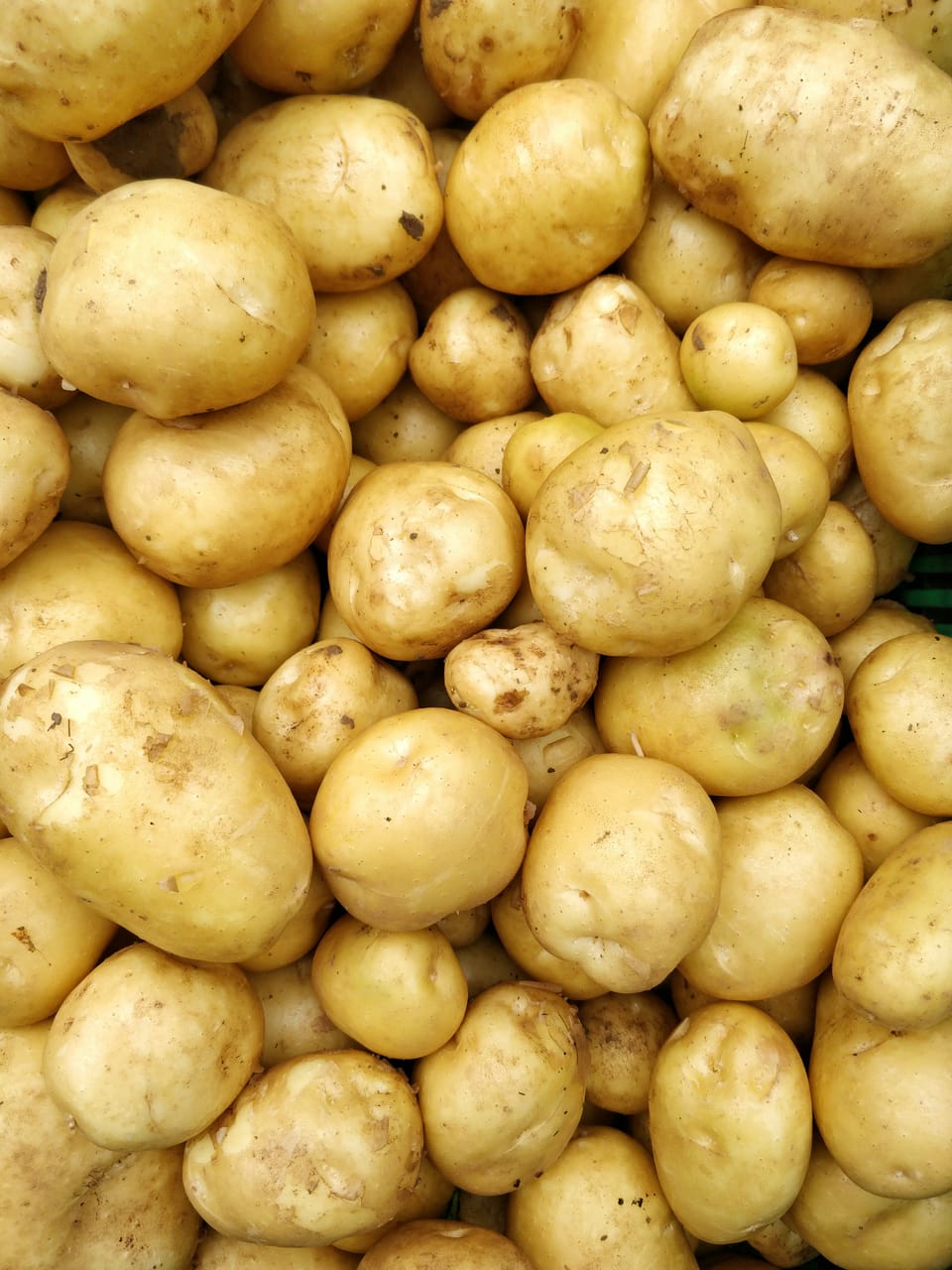 A large pile of relatively clean but unpeeled potatoes. Their skins are yellowish.