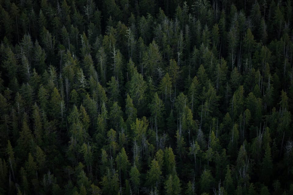 An overhead shot of many green conifer trees.