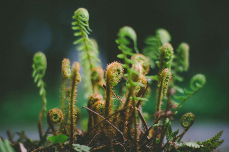 Green and brown curled up fern fronds. They are very small, just barely rising from the soil.