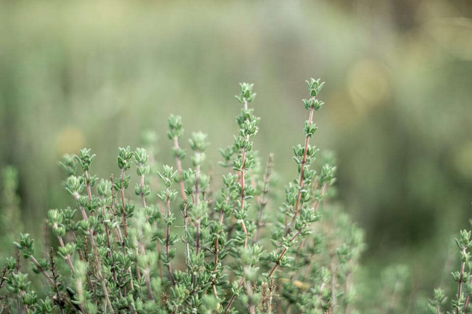 Thin, delicate stalks of a green herb with opposite pairs of elliptic, round-tipped, untoothed leaves.