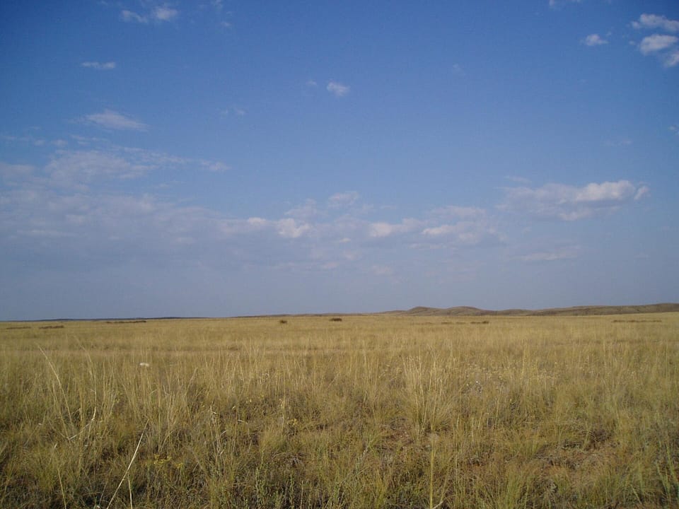 Yellowish, dry grass on a flat plain with blue sky and small white cumulus clouds overhead. Possible blurry animals near the horizon.